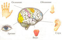 Органы чувств